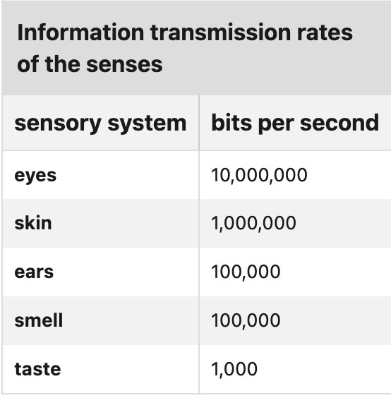 Information transmission rates of senses